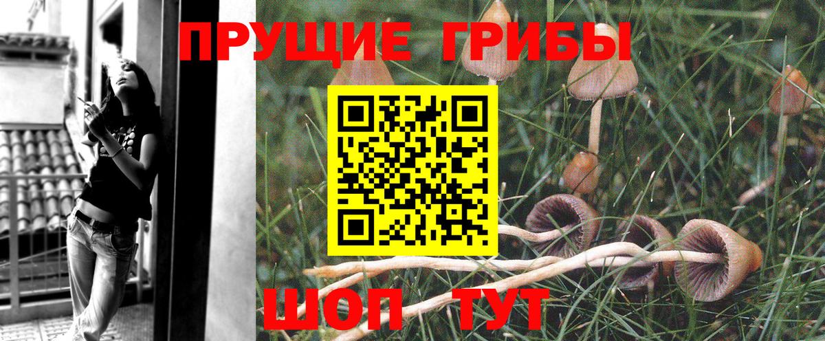 где купить   Галлюциногенные грибы Psilocybine cubensis  Лениногорск  Вход с VPN  Галлюциногенные грибы ЛСД 