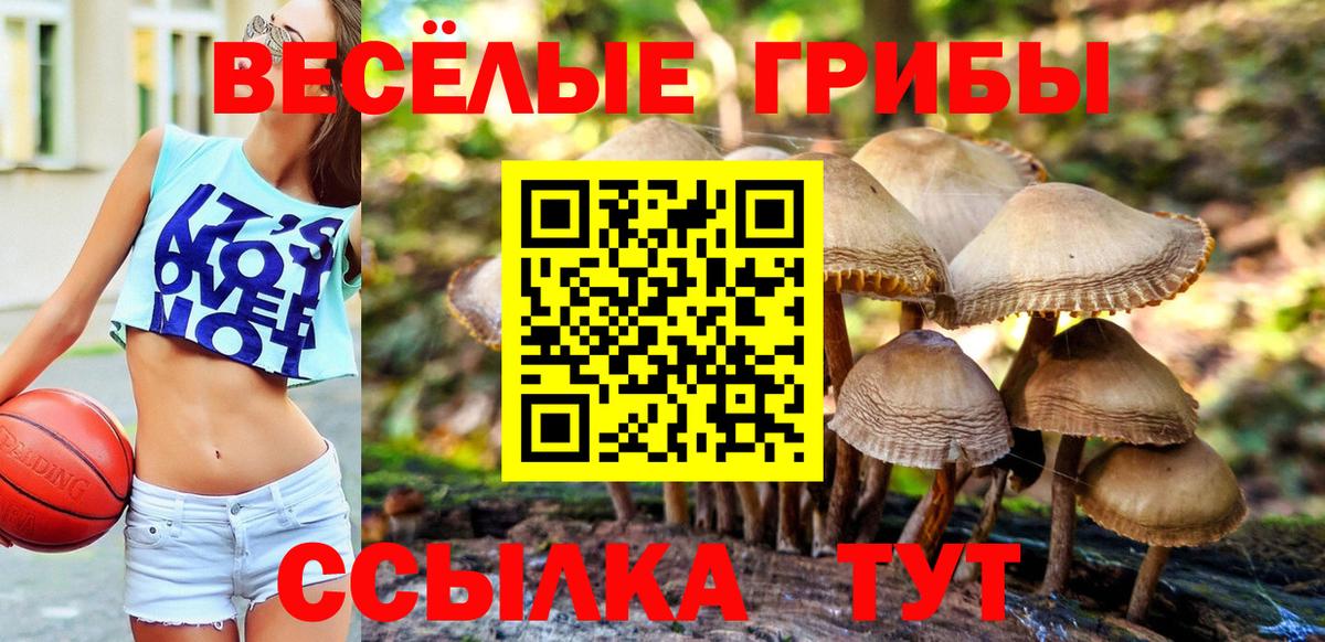 Галлюциногенные грибы Psilocybe Лениногорск